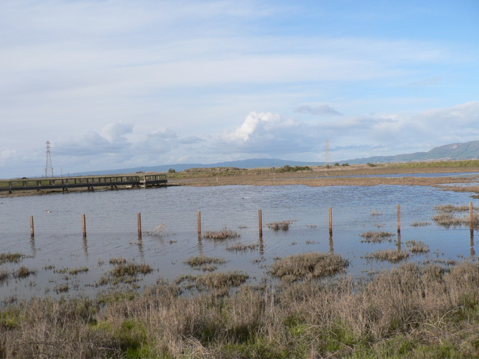 View of Sunnyvale Baylands