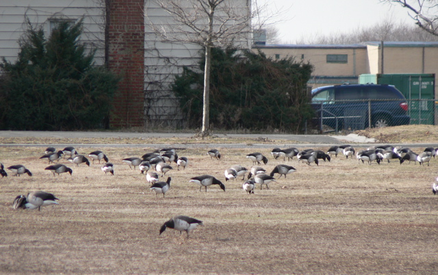 Brant at Fort Tilden