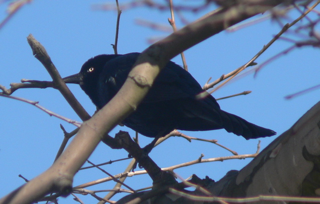 Boat-tailed Grackle