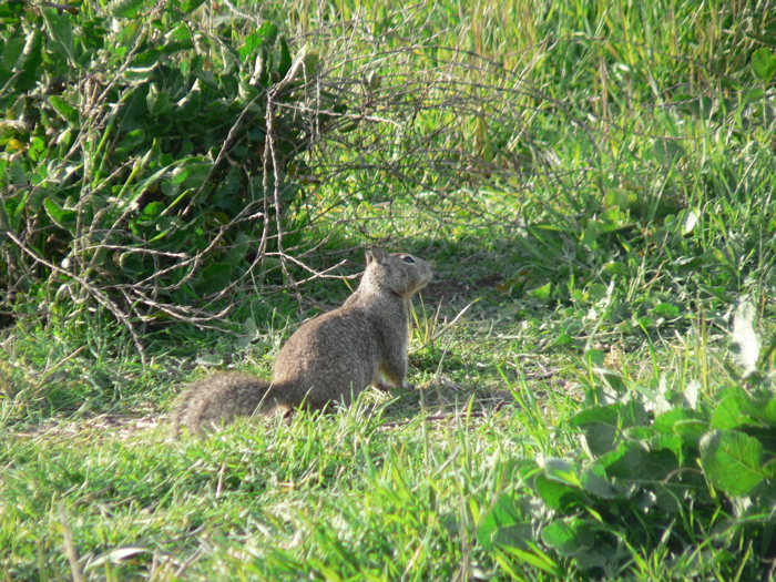 California Ground Squirrel at Sunnyvale Baylands