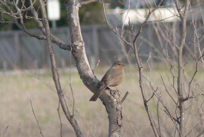 California Towhee