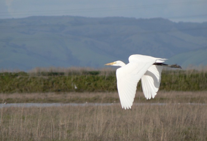 Great Egret flying