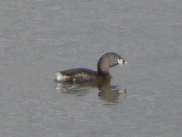 Pied-billed Grebe