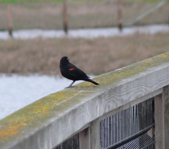 Red-winged Blackbird on Boardwalk