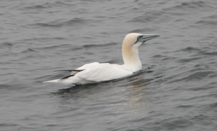 Northern Gannet