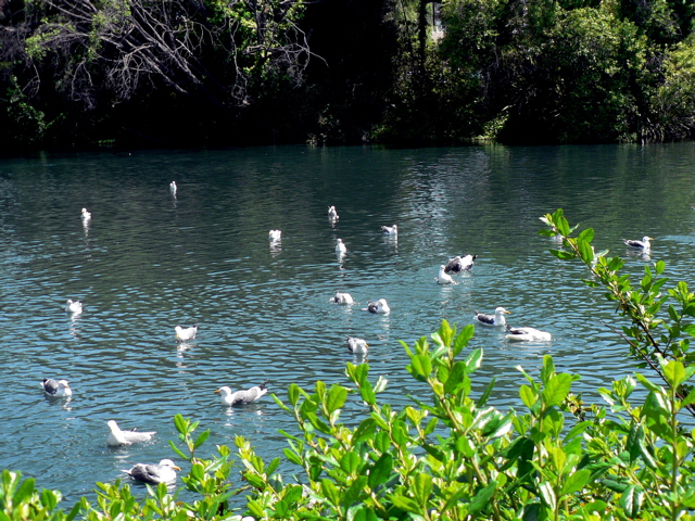 Western Gulls in the Lagoon