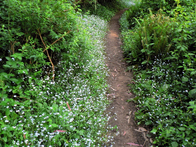 Trail with white wildlfowers