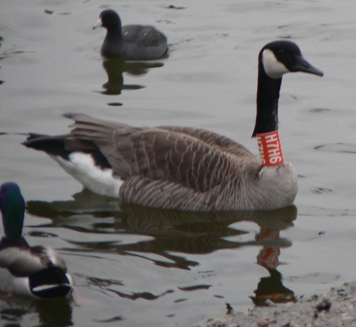 H7H6 Orange Band Canada Goose Prospect Park 2006-01-29