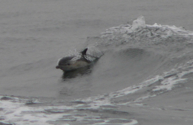 White-sided dolphin in boat wake